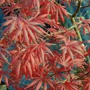 Acer palm Trompenburg 5'ht