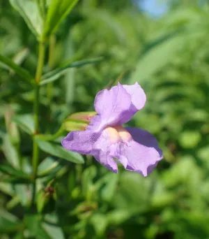 Allegheny Monkeyflower
