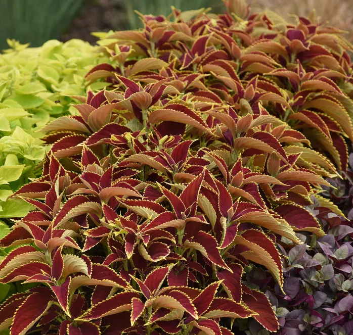 Bulk: Premium Sun Ruby Hearts Coleus Seeds