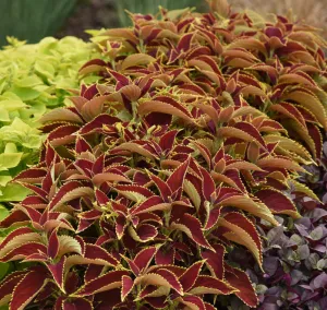 Bulk: Premium Sun Ruby Hearts Coleus Seeds