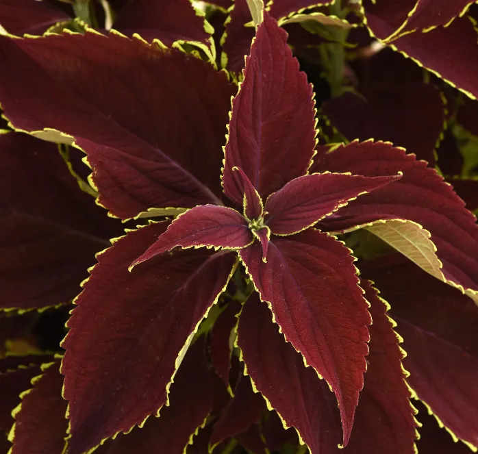 Bulk: Premium Sun Ruby Hearts Coleus Seeds