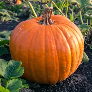 Connecticut Field Pumpkin Seeds 9907800