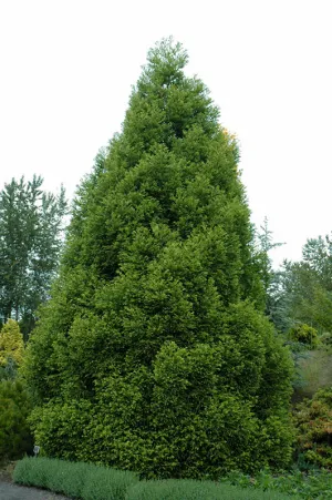 Cryptomeria japonica 'Spiralis' (Spiralis Japanese Cedar)