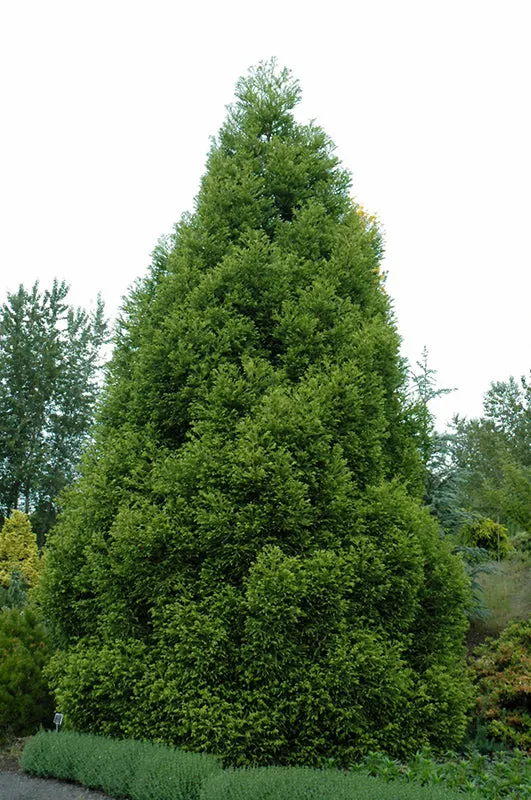 Cryptomeria japonica 'Spiralis' (Spiralis Japanese Cedar)