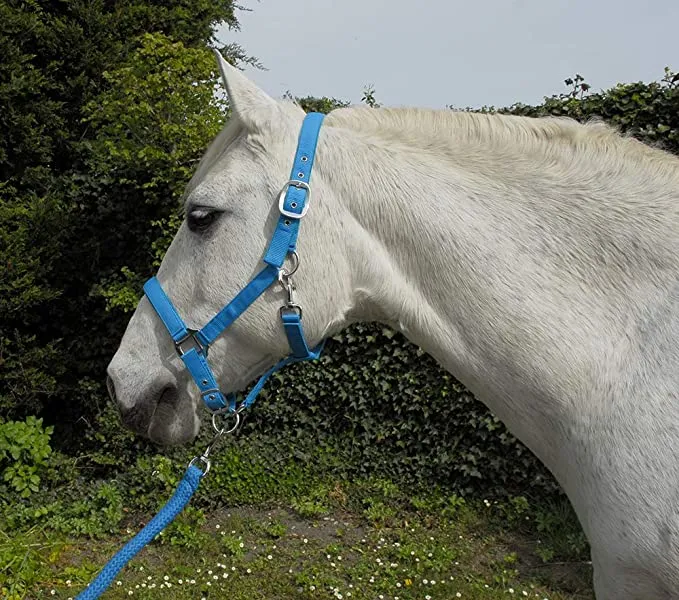 Rhinegold Carnival Headcollar & Lead Rope Set