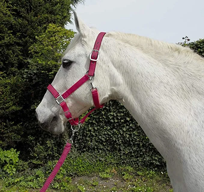 Rhinegold Carnival Headcollar & Lead Rope Set