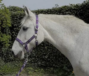 Rhinegold Carnival Headcollar & Lead Rope Set
