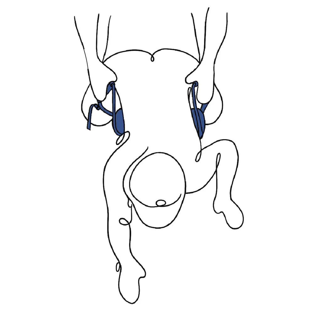 Sportsheets Pivot Deluxe Doggie Strap