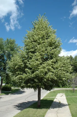 Tilia cordata 'Greenspire' (Greenspire Linden)