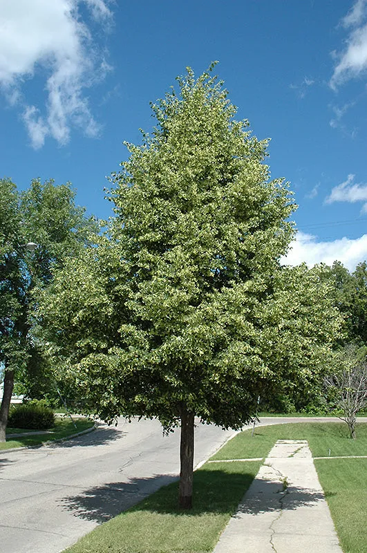 Tilia cordata 'Greenspire' (Greenspire Linden)